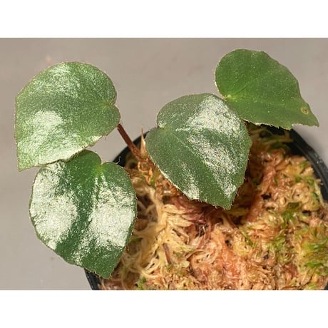 Begonia sp. f1 from Sumatera [NT ORCHID]