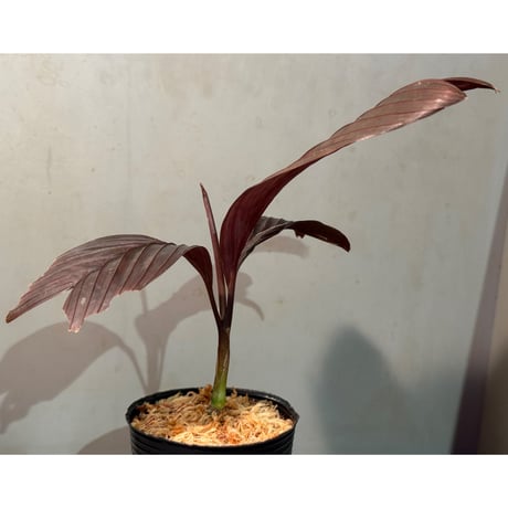 Pinanga veitchii from Sanggau West Kalimantan