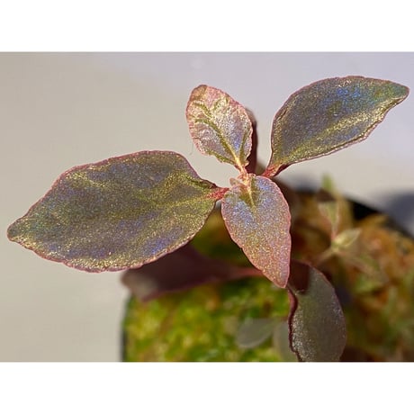 専用希少❣️Melastoma sp. Sibolgaメラストマ シボルガソネリラ 専用