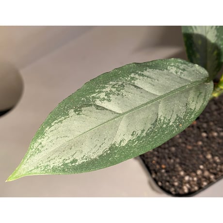 Aglaonema nebulosum from Kuala Rompin [TK220916-2]