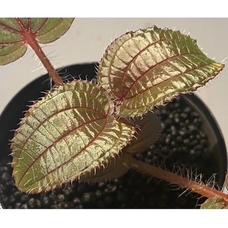 Phyllagathis sp. from Cao Bang Viet Nam [R1217-02]