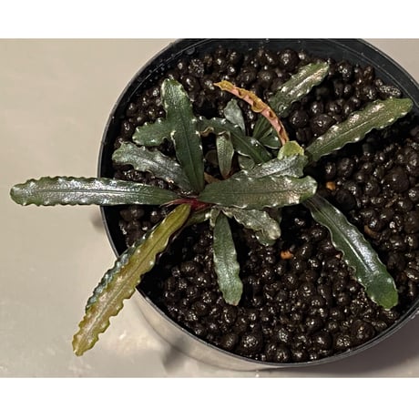 (３芽株) Bucephalandra micrantha "Kayulapis 1" [TB]