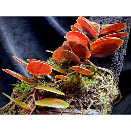 Marcgravia sp. from  Tarapoto Peru