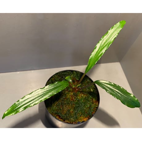 Homalomena sp. "Green" from Sulawesi [LA]