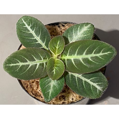 Codonoboea cf. pumilla from Riau sumatera [LA1119-02]