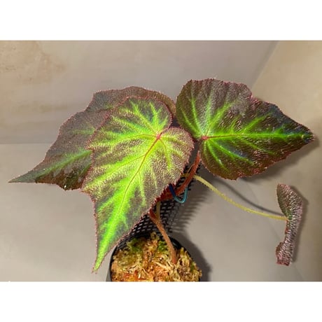Begonia sp. from Sumatera Utara [HW0816-01]