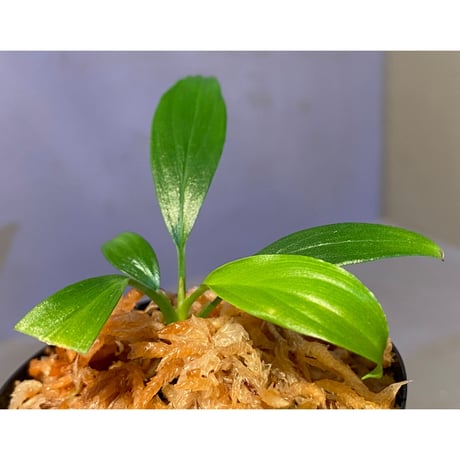 Homalomena sp. "Selawai" Sintang Kalimantan barat [TB]