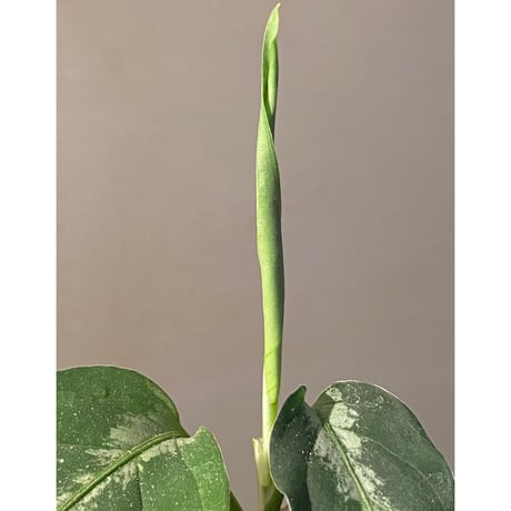 Aglaonema pictum GW1908-7 "Padang sidempuan" [TB]