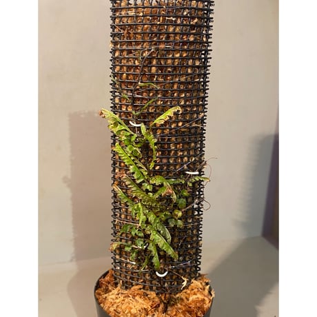 Teratophyllum aculeatum from Nanga pinoh [TB]