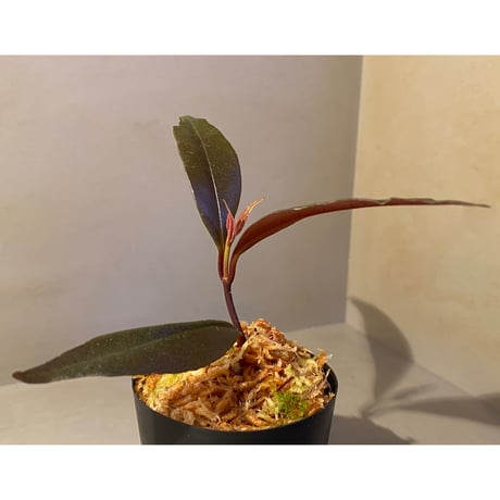 Medinilla sp. from Irian Jaya Papua
