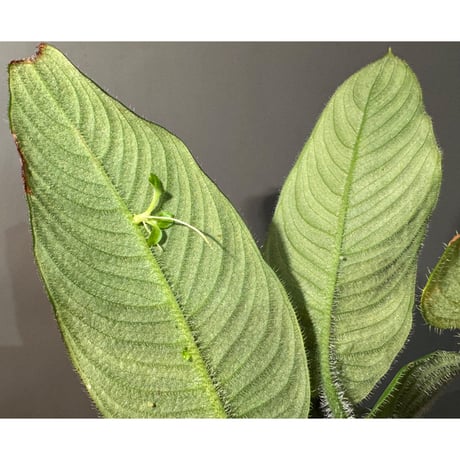 Borneoa ciliata (旧Schismatoglottis) from West Kalimantan