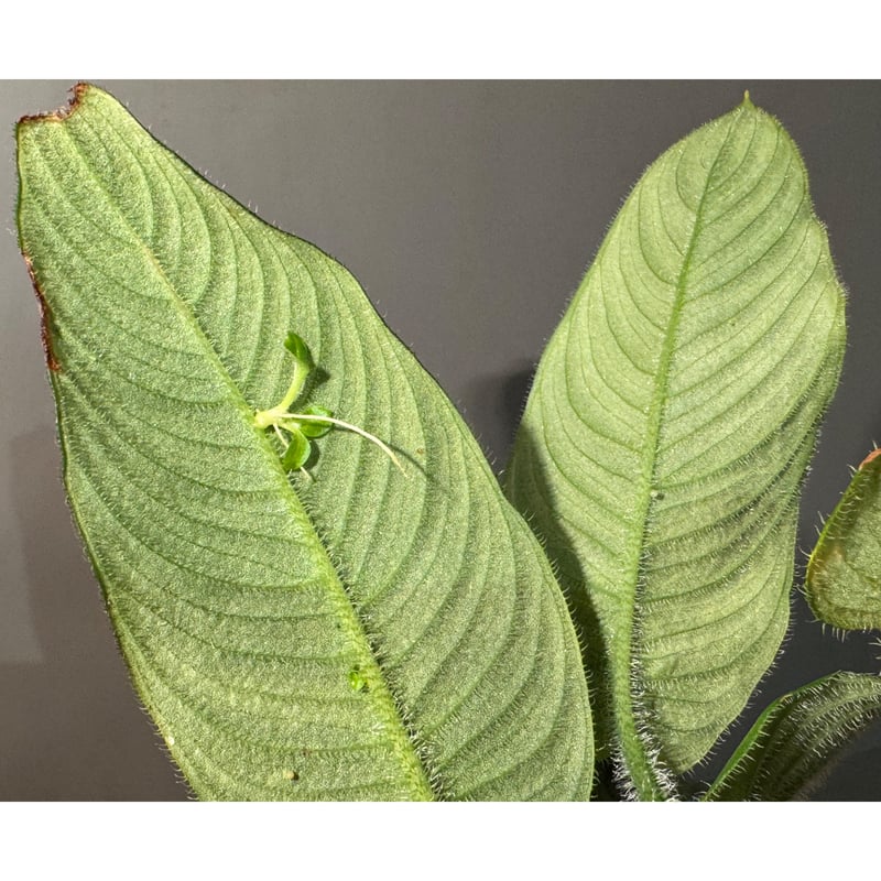Borneoa ciliata (旧Schismatoglottis) from West K