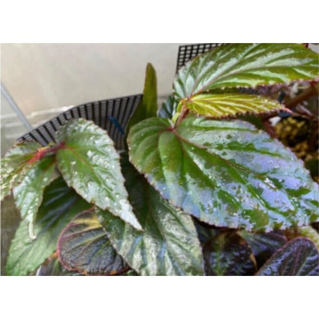 Begonia sp. "Matang-3" from Matang Sarawak [RIO]