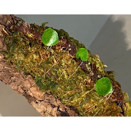 Selliguea sp. from Aceh sumatera