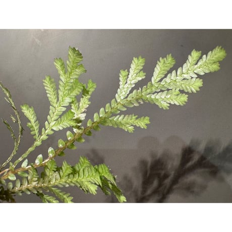Selaginella sp. from Prachuap Khiri Khan Thailand
