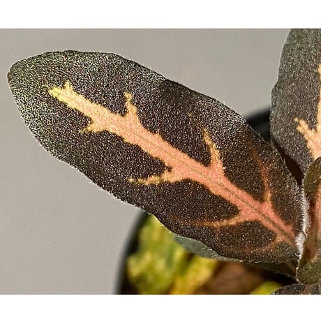 Aphelandra maculata Madre de Dios [LA1017-02]