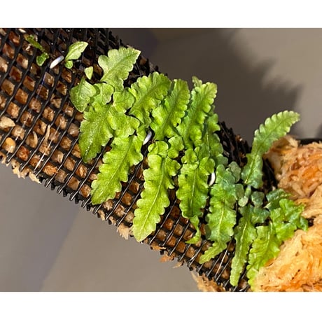 Teratophyllum "Birdwing-fern" from Bentong [AZ0117-3]
