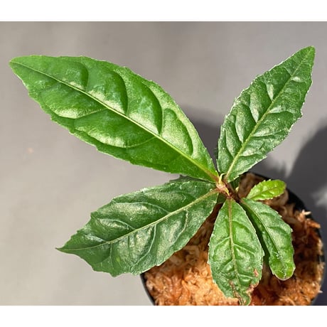 Ardisia pyramidalis from Philippines