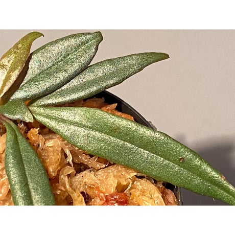 Medinilla sp. from Bukidnon 1.300m Mindanao Philippines