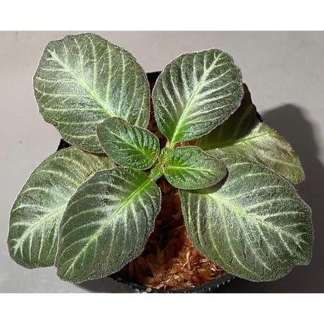 Codonoboea cf. pumilla from Riau sumatera [LA1119-02]