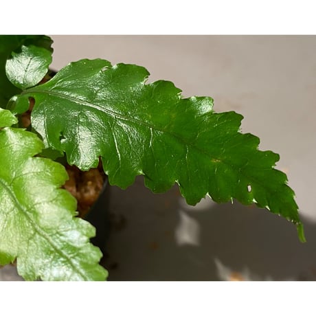 Bolbitis subcardata 西表島産