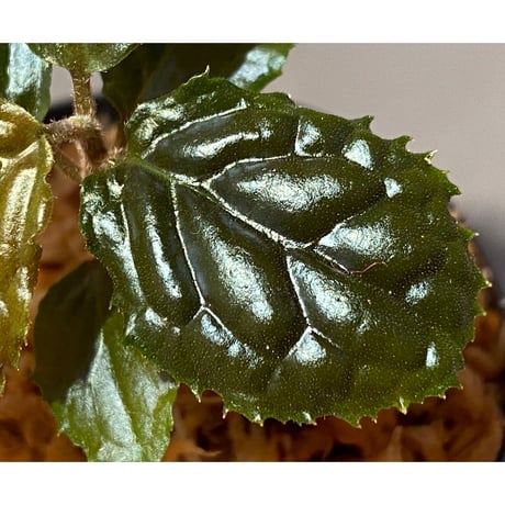 Ardisia sp. from Bengkulu [LA0315-1]