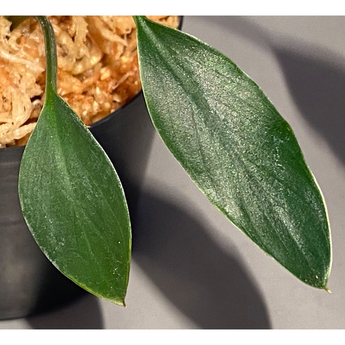 Homalomena sp. from Sekadau Selatan | M・R・G・R