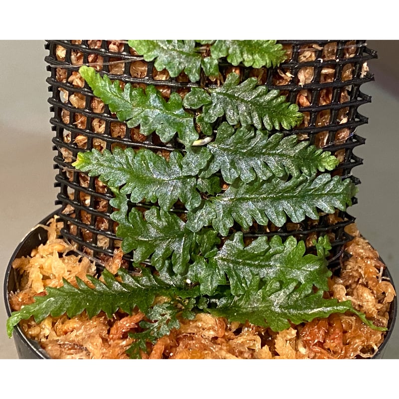 【着生シダ】Teratophyllum rotundifoliatum Teratophyllum rotundifoliatum [ テラトフィラム・ロタンディフォリア