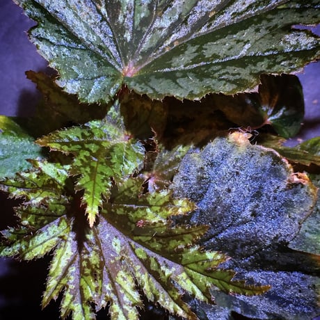 Begonia cv. Jaggy [LA0314-00-f1]