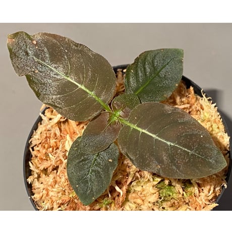 Ophiorrhiza sp. from Papua Barat[LA0319-01]