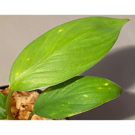 Homalomena sp. from Kuala Balah [TK270316]