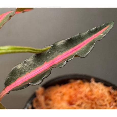 Labisia sp. from Vietnam