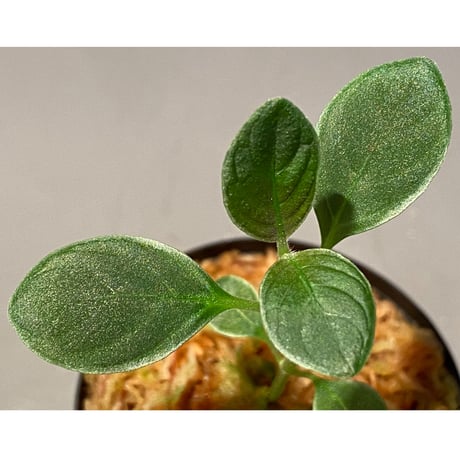 Cosmianthemum bullatum [LA0515-02]