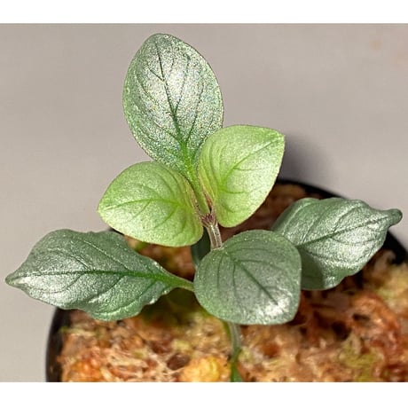 Acanthaceae gen. from Laos [LA]
