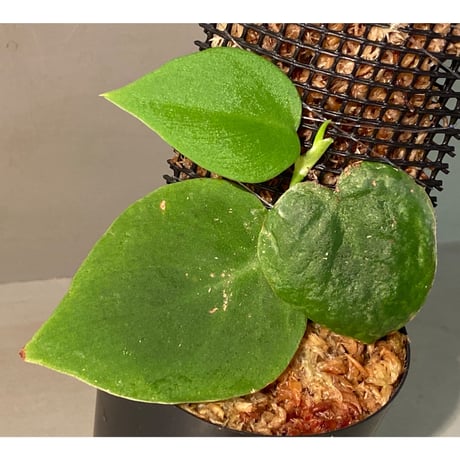 Philodendron sp. from Iquitos Peru [tanakay]