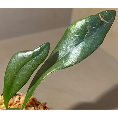 Microsorium steerei
