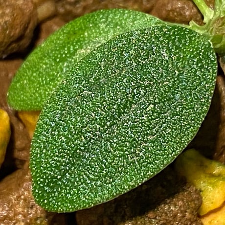 Homalomena mobula "鮫肌A" from Sumatera barat [LA0317-01]
