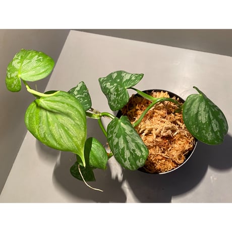 Philodendron sp. from Colombia [tanakay]