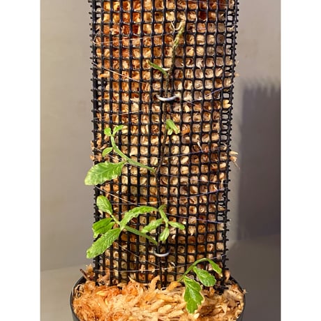 Teratophyllum ludens from Selangor Malaysia