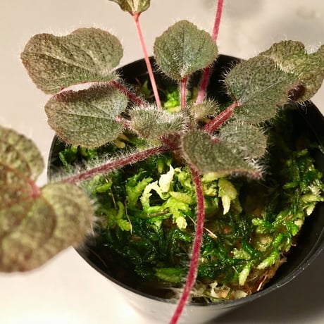 Sonerila dongnathamensis [LA]