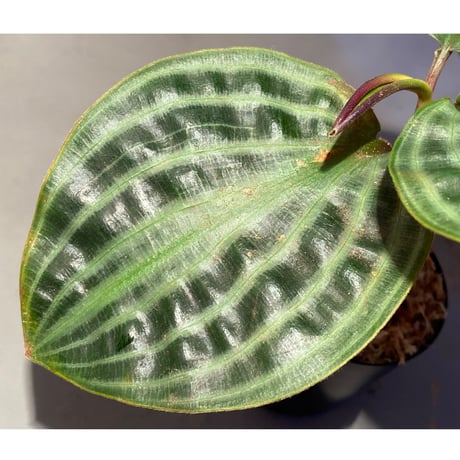 Geogenanthus undatus from Tarapoto Peru [tanakay]