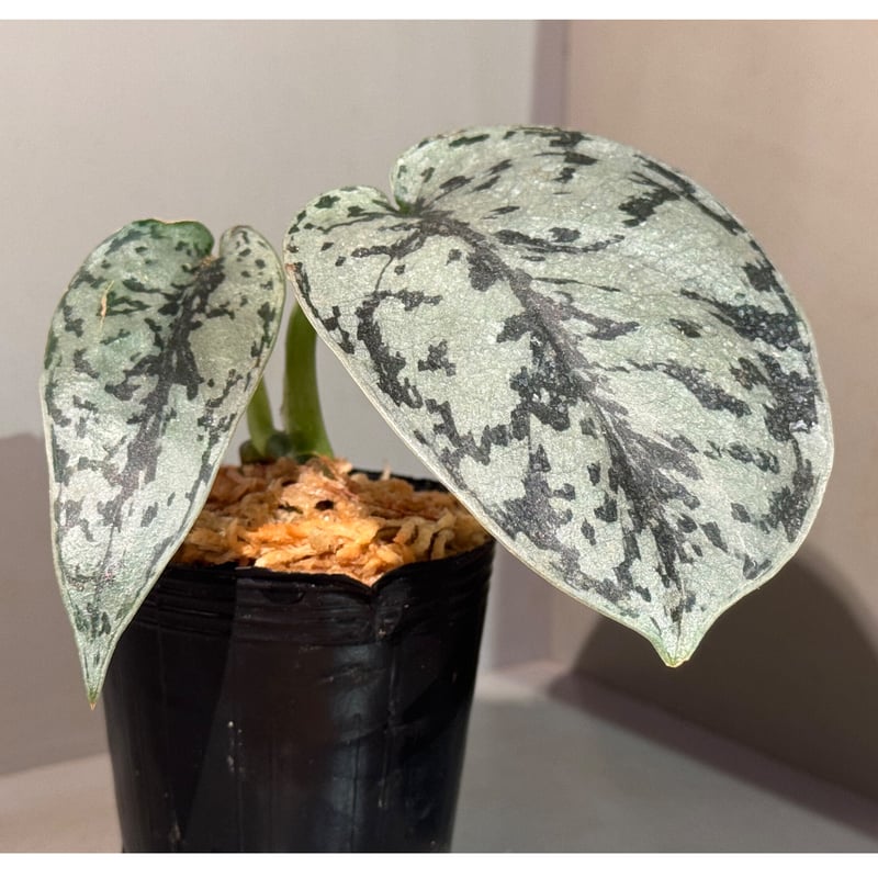 その他観葉植物 Scindapsus Silver llic Happy Trailing things Thursday🌿 Scindapsus silver🪴 スキンダプ