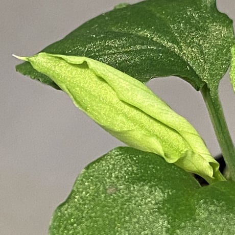Homalomena sp. (Green) from Solok sumatera [LA0214-3]