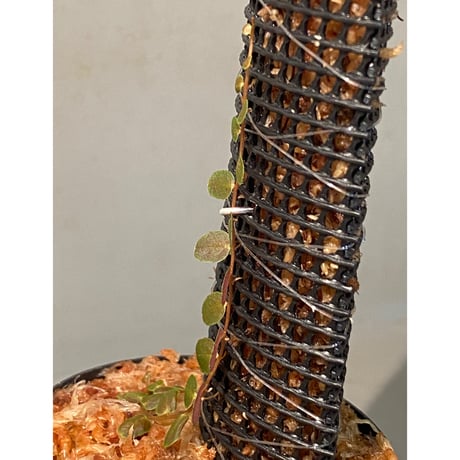 Marcgravia sp. "Bronze"