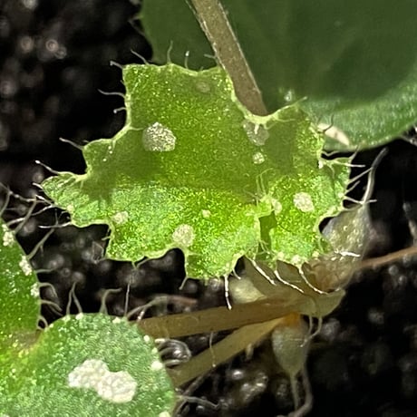 Begonia sp. from Rahad Datu [TK081116-1]