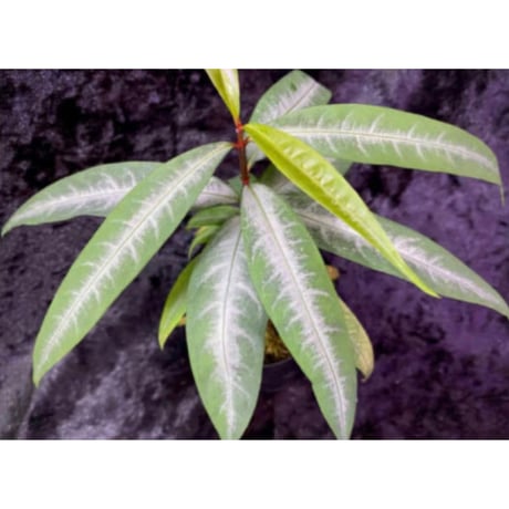 Labisia sp. from "Lebong" Bengkulu [TB]