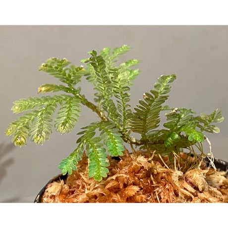 Selaginella picta