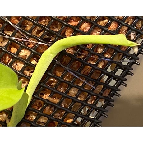 Epipremnum sp. from Khlong Yai Trat Thailand