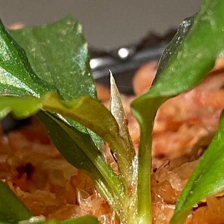 Bucephalandra sp. "Black Sword Kadri"