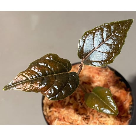 Pterisanthes sp. from Sidikalang [R0817-01c]